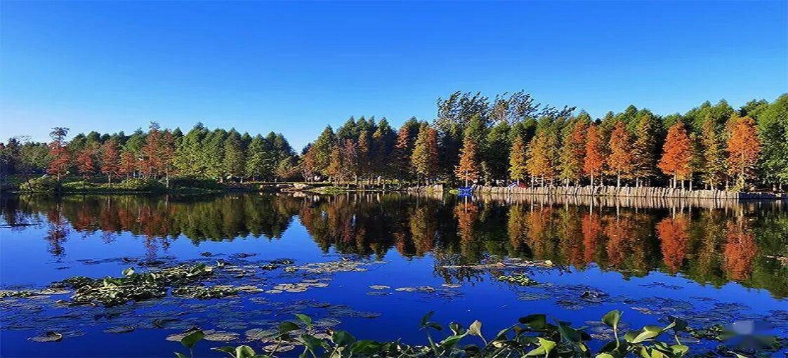 Enjoy the Charming Golden Season in Kunming Wetland Park